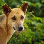 Why Sterilization Drives Matter for Street Dogs