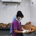 Monsoon Safety Tips for Street Dogs