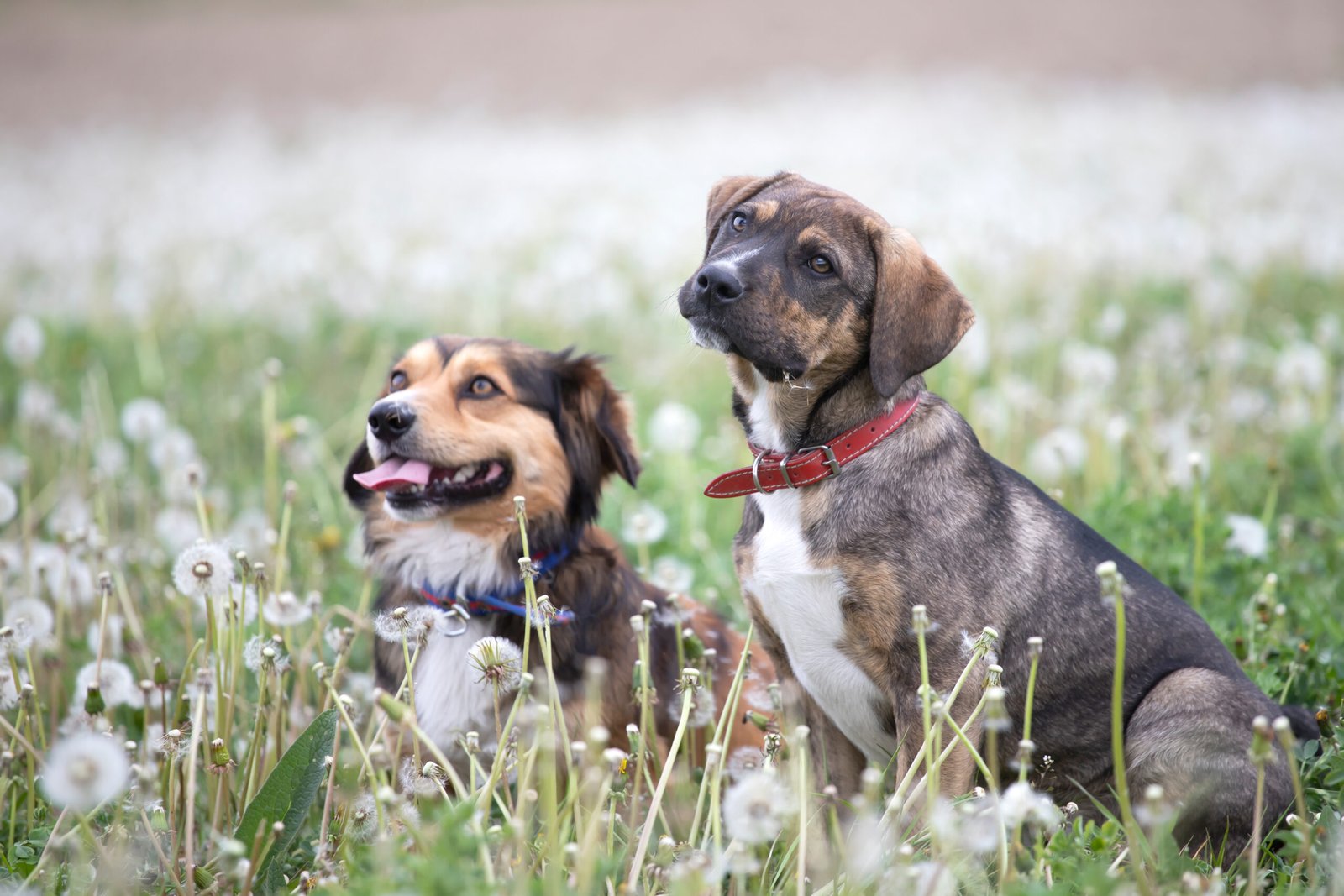 Monsoon Safety Tips for Street Dogs