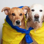 Bruno’s Journey: From Roadside Accident to Full Recovery
