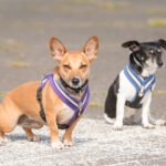 Why Sterilization Drives Matter for Street Dogs