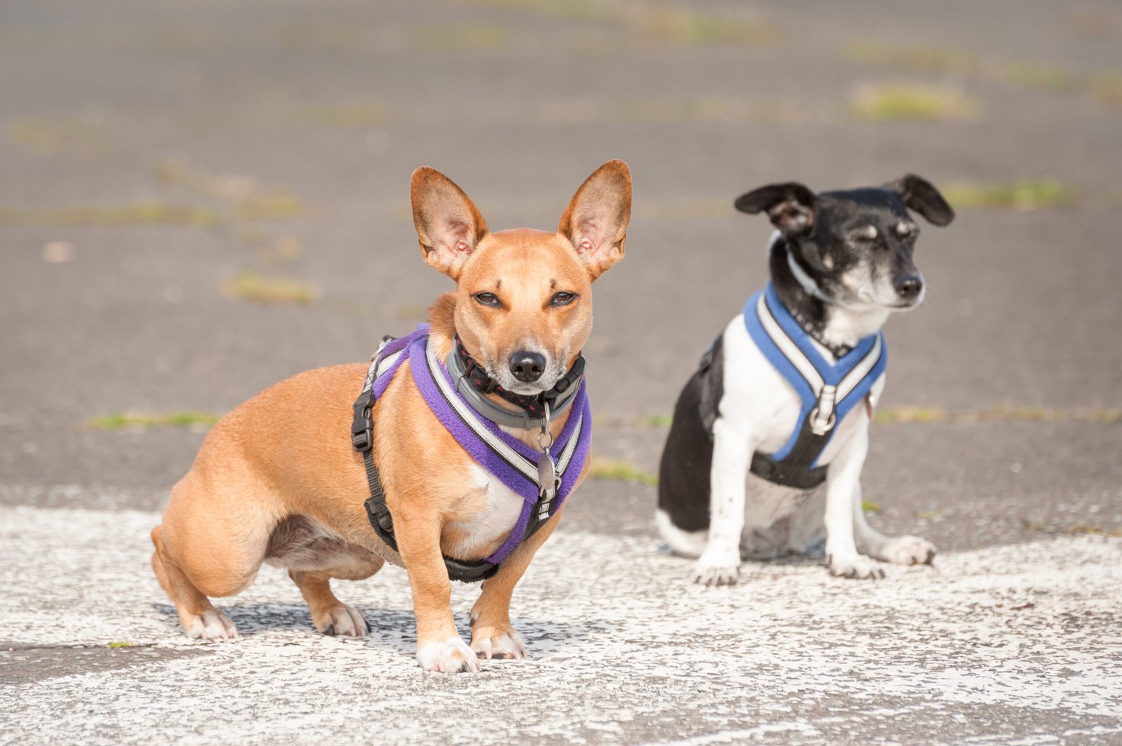 Why Sterilization Drives Matter for Street Dogs